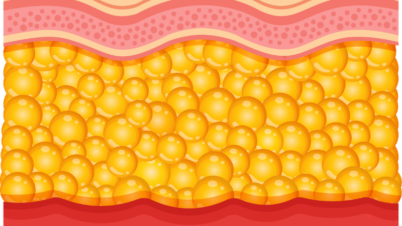Cross-section comparison of newborn skin barrier vs adult skin showing 30% thinner epidermis for Kindyly skincare guide